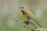 Gele Kwikstaart (Motacilla flava) 