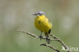 Gele Kwikstaart (Motacilla flava) 