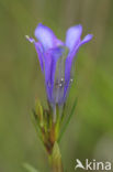 Gentiaanblauwtje (Maculinea alcon) 