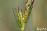 Gentiaanblauwtje (Maculinea alcon) 