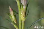 Gentiaanblauwtje (Maculinea alcon) 