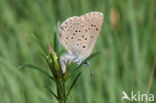 Alcon Blue (Maculinea alcon)