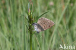 Gentiaanblauwtje (Maculinea alcon) 