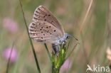 Alcon Blue (Maculinea alcon)