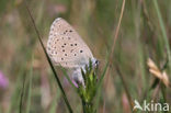 Alcon Blue (Maculinea alcon)