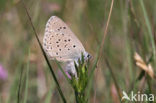 Alcon Blue (Maculinea alcon)
