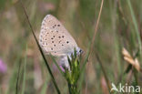 Gentiaanblauwtje (Maculinea alcon) 