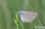 Alcon Blue (Maculinea alcon)