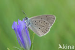 Alcon Blue (Maculinea alcon)