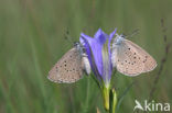 Gentiaanblauwtje (Maculinea alcon) 