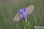 Gentiaanblauwtje (Maculinea alcon) 