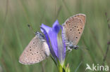 Alcon Blue (Maculinea alcon)