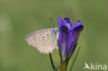 Gentiaanblauwtje (Maculinea alcon) 