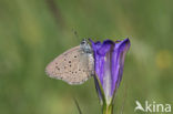 Alcon Blue (Maculinea alcon)