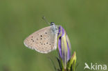 Alcon Blue (Maculinea alcon)