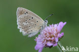 Getand blauwtje (Polyommatus daphnis)