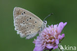 Getand blauwtje (Polyommatus daphnis)