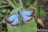 Getand blauwtje (Polyommatus daphnis)