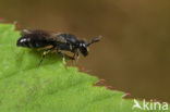 Gewone maskerbij (Hylaeus communis)