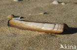 Grooved Razor (Solen marginatus)