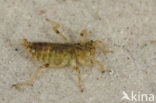 Black-tailed Skimmer (Orthetrum cancellatum)