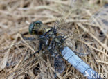 Black-tailed Skimmer (Orthetrum cancellatum)