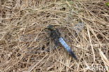 Black-tailed Skimmer (Orthetrum cancellatum)