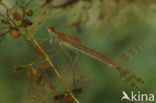 Gewone pantserjuffer (Lestes sponsa)