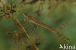 Emerald Damselfly (Lestes sponsa)