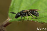 Gewone smaragdgroefbij (Lasioglossum leucopus)