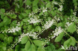 Gewone vogelkers (Prunus padus)