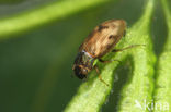 Gewone weerschijntreder (Helophorus brevipalpis)