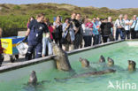 Gewone zeehond (Phoca vitulina) 