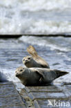 Gewone zeehond (Phoca vitulina) 