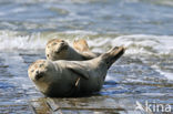 Gewone zeehond (Phoca vitulina) 