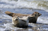 Gewone zeehond (Phoca vitulina) 