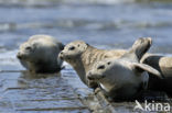 Gewone zeehond (Phoca vitulina) 