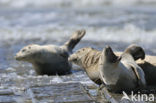 Gewone zeehond (Phoca vitulina) 