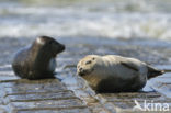 Gewone zeehond (Phoca vitulina) 