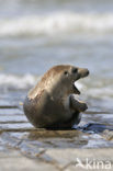 Gewone zeehond (Phoca vitulina) 