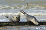 Gewone zeehond (Phoca vitulina) 