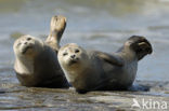 Gewone zeehond (Phoca vitulina) 