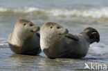 Gewone zeehond (Phoca vitulina) 