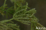 Gewoon kransblad (Chara vulgaris)