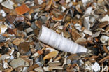 Elephant’s-tusk Shell (Dentalium entalis)
