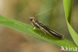 Goudlichtmot (Selagia argyrella)