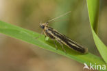 Selagia argyrella