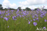 Grasklokje (Campanula rotundifolia)