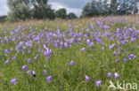 Grasklokje (Campanula rotundifolia)