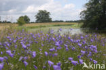 Grasklokje (Campanula rotundifolia)